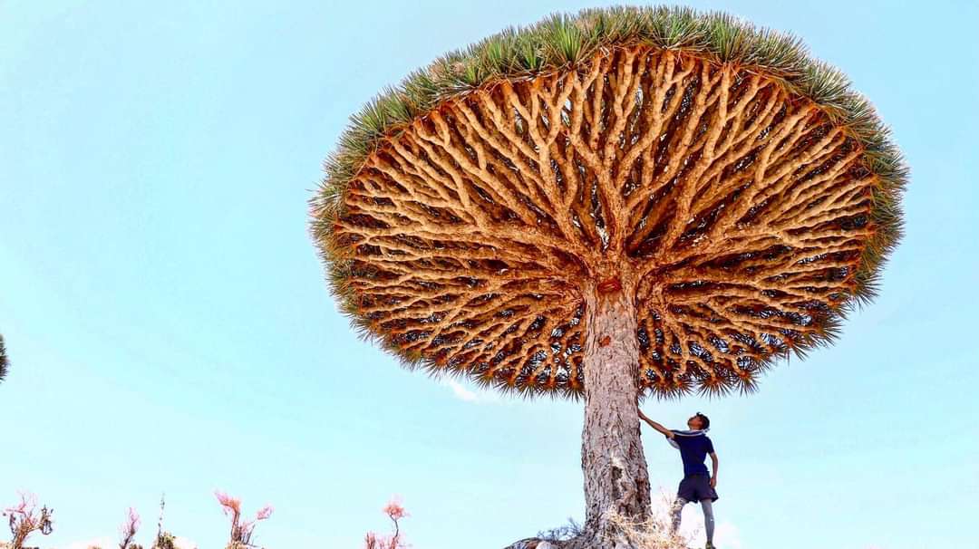 How to visit Socotra Island?