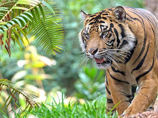 मध्‍य प्रदेश में बाघों के लिए बुरा साबित हुआ वर्ष-2021, 10 साल में सबसे ज्यादा 44 की मौत