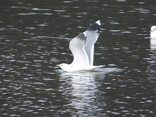 Adult Common Gull flying