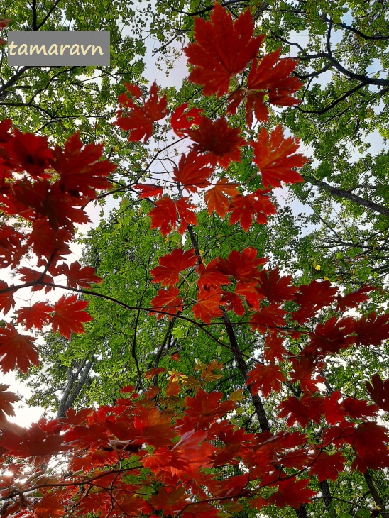 Клён ложнозибольдов (Acer pseudosieboldianum)