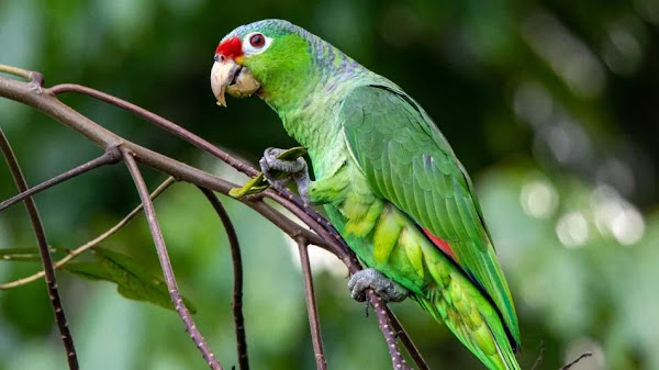 একটি তোতাপাখি কতদিন বাঁচতে পারে তা জানুন - Find out how long a parrot can live 