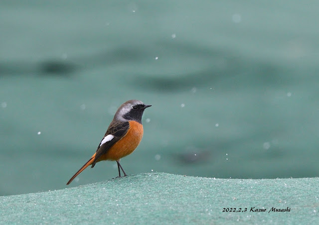 宮城の野鳥