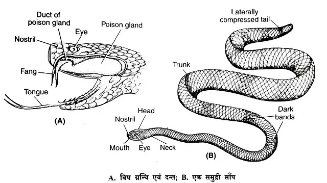 विषैले और विषहीन सर्प (venomous-non-venomous snakes):विष ग्रन्थियों (venom glands) की संरचना|hindi