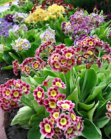 auricula семена аурикул селекция аурикул селекция примул аурикула