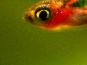 Mosquito Rasbora Size, Breeding, Care, Tank Size & Mates