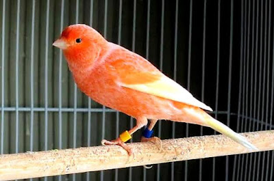 Colour Breed Canary