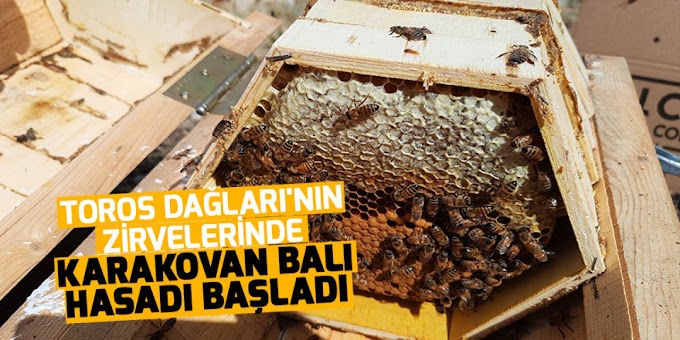 ​ 2 bin rakımlı yolu olmayan Toros dağlarında karakovan balı hasadı başladı.