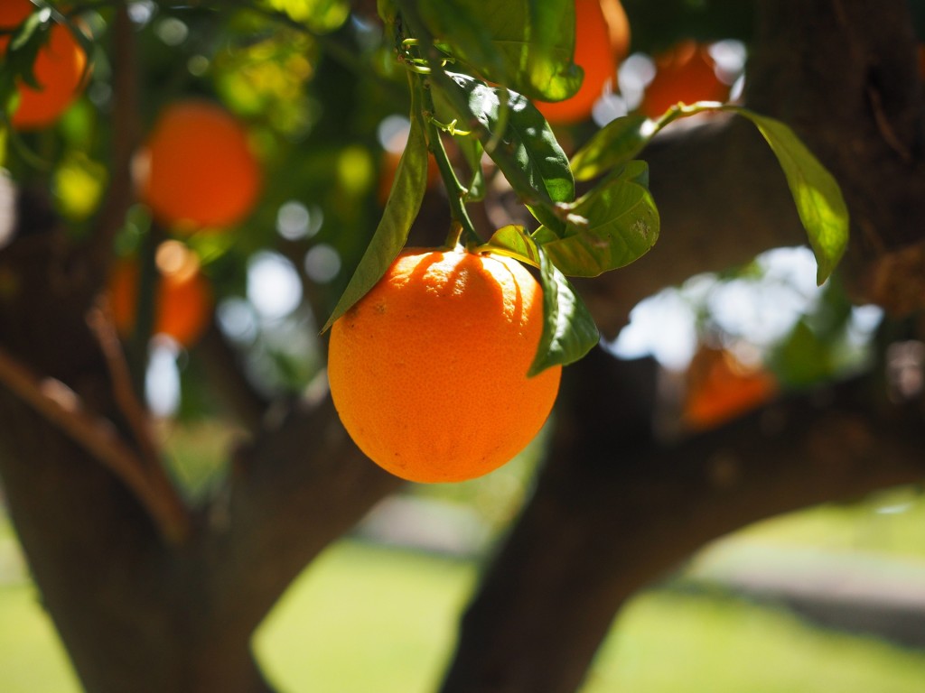 CITROS: Negócios estão lentos, mas preço da laranja tem leve aumento