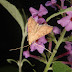 Antigastra catalaunalis