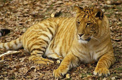 Tigon resting at a zoo