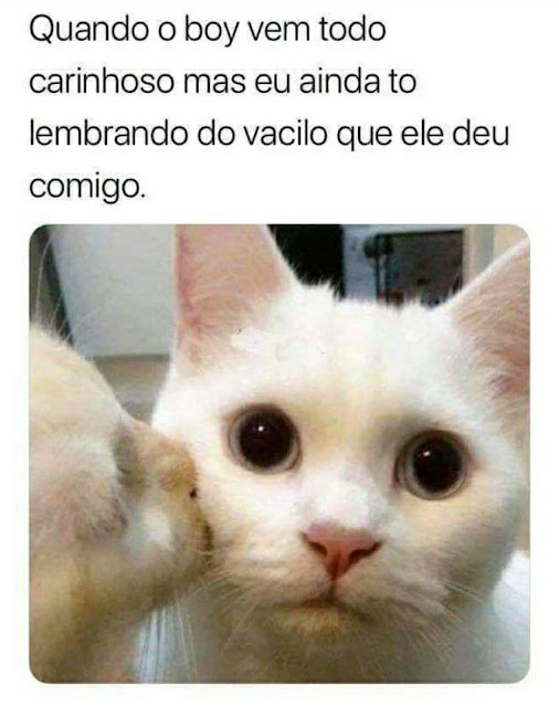 150 memes fofos de animais para você ter na manga