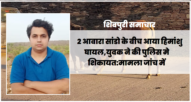 2 आवारा सांडो के बीच आया हिमांशु घायल, युवक ने की पुलिस मे शिकायत: मामला जांच में- Shivpuri News