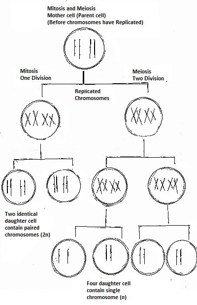 Mitosis and Meiosis Cell Division