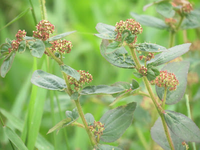 Patikan Kebo (Euphorbia hirta)