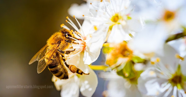 La importancia de las abejas.