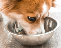 Royal Canin Miniature Schnauzer Dog Food Reviews, Recall History, Rating, Ingredients