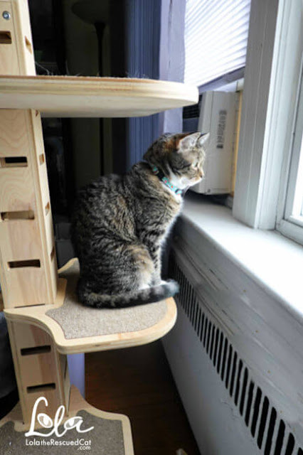 Tabby cat on a Contempo Cat Cat Tree