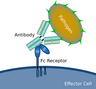 Fc region of IgG activates effector cells