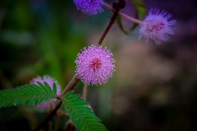 Cvijeće Mimoza ( Mimosa )