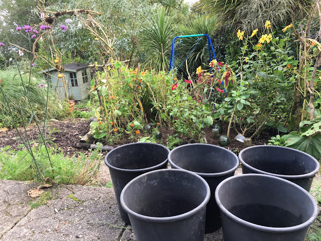 florists buckets as plant pots