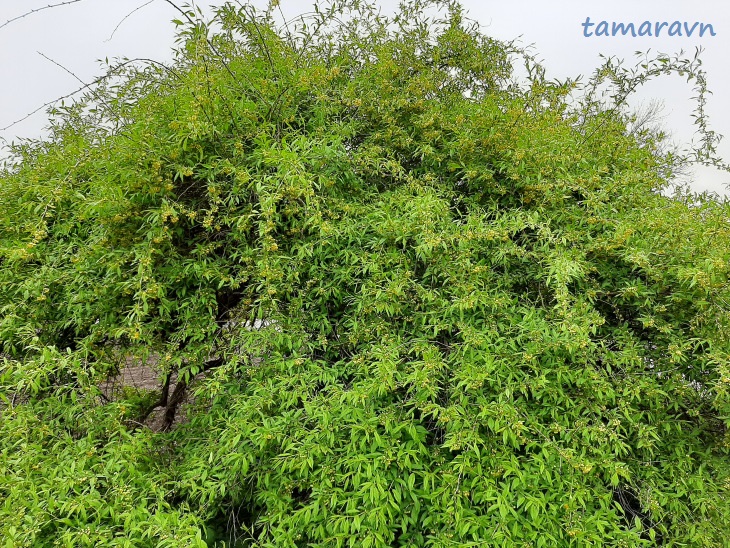 Принсепия китайская / Плоскосемянник китайский (Prinsepia sinensis, =Plagiospermum sinense)