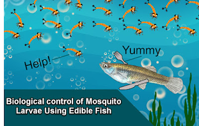 How to control Mosquito Larvae Using Edible Fish