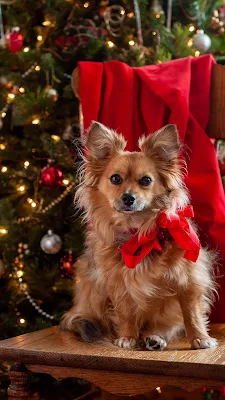 iPhone Wallpaper Cute Christmas Dog