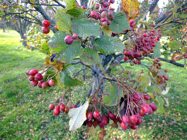 Рябина бледноватая / Гриффитария бледноватая (Sorbus pallescens, =Griffitharia pallescens)