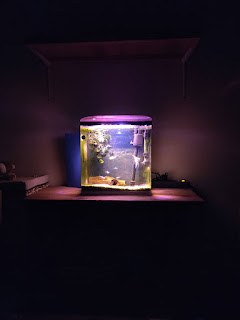 Fish tank in the dark