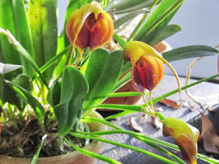 3 posts com orquídeas exóticas
