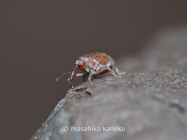 チャイロアカサルゾウムシ