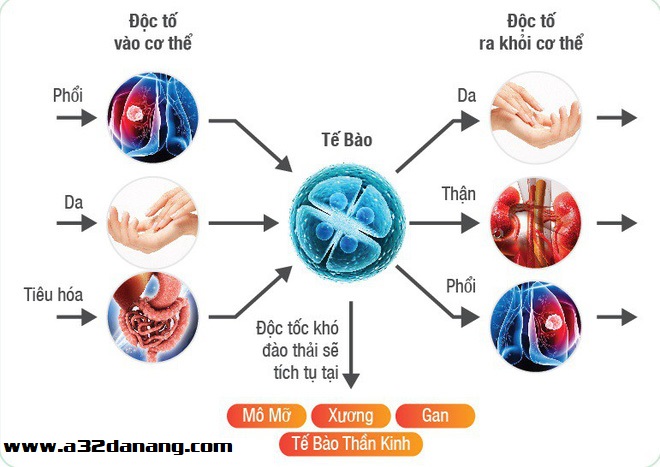 đào thải độc tố