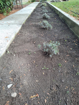 Trimmed lavender plants & a clean bed!