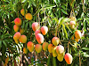 If you want to grow mango tree, you can follow the following steps