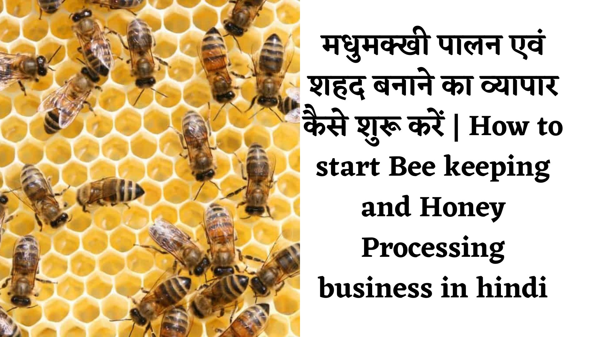 Honeybee keeping business