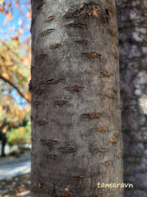 Вишня сахалинская / Вишня Саржента (Cerasus sachalinensis, =Cerasus sargentii)