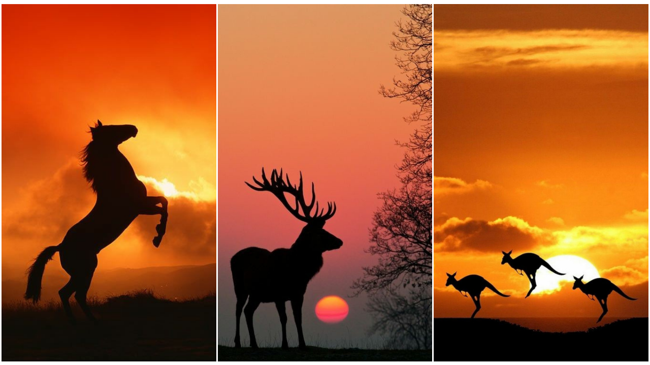 Sunset Animal Wallpaper images for Mobile || Animal Wallpaper