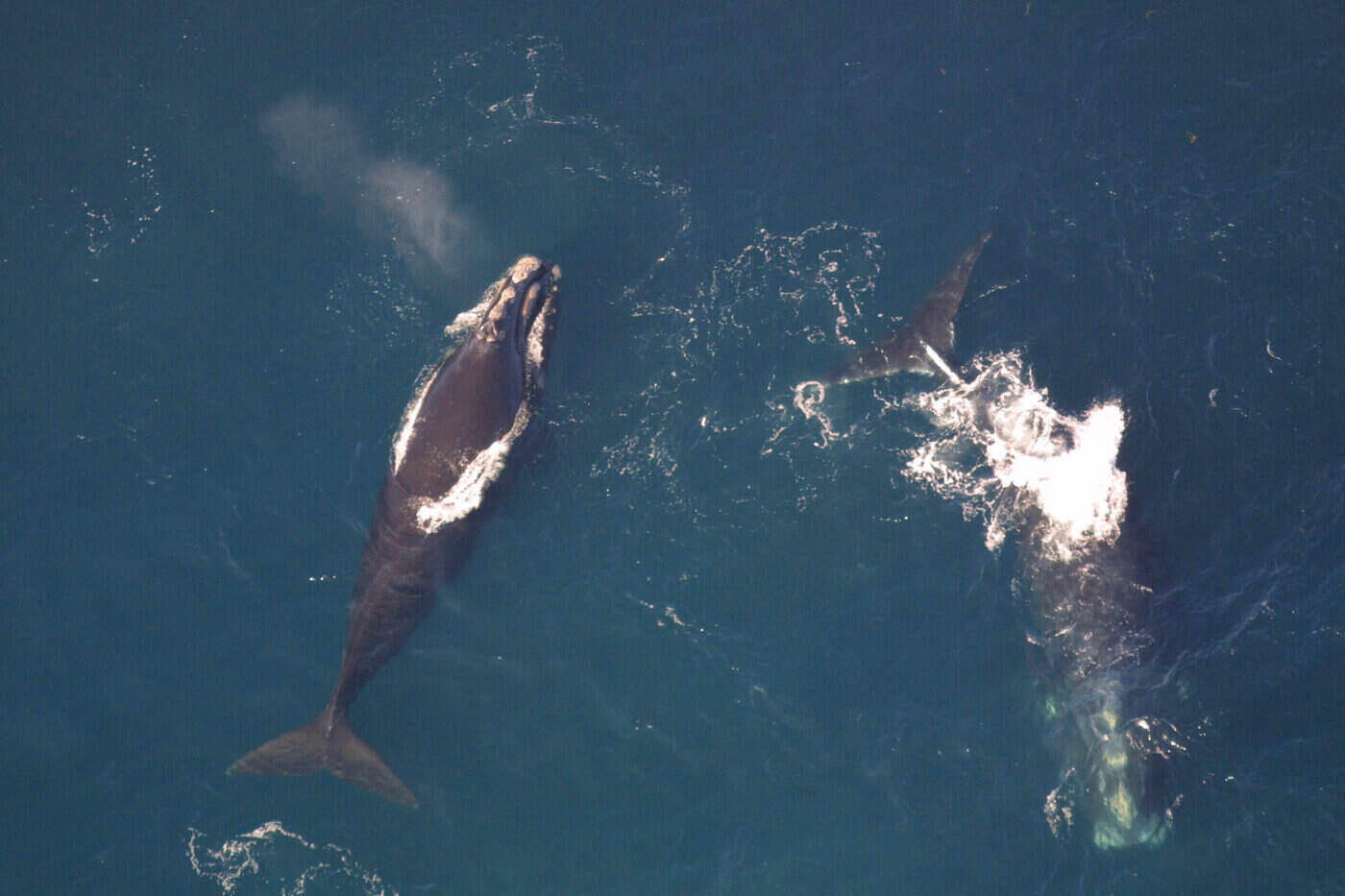 aerial view of two north atlantic right whales - the 5 largest whale species in the world