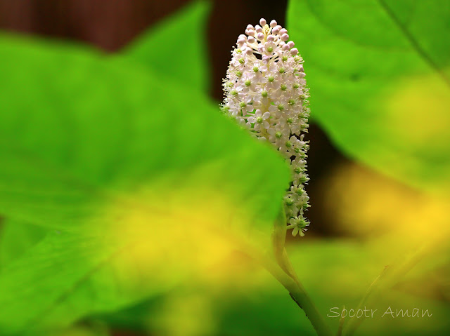 Phytolacca japonica