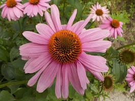 Garden delights...