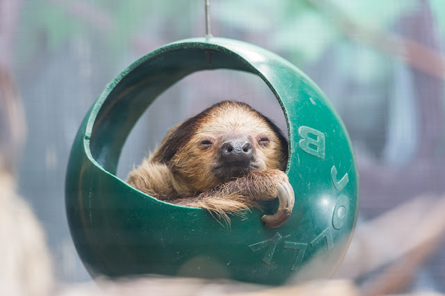 Sloth in a Ball