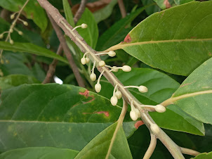 RUDRAKSHA TREE in Haridwar.