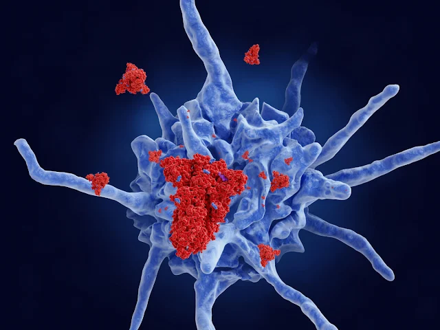 Os processos de células dendríticas estabilizaram as proteínas de pico do SARS-CoV-2 para produzir antígenos a partir deles e apresentá-los