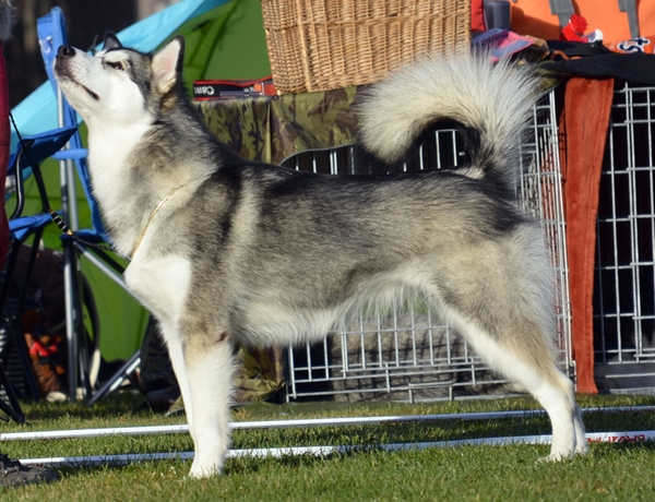 alaska malamute