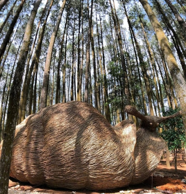 Hutan Pinus Mangunan Harga Tiket Masuk