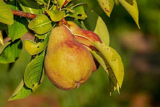 gambar buah pir pear