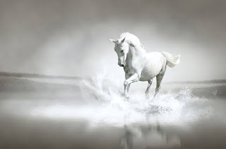 The white horse