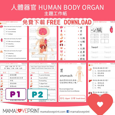 MamaLovePrint 主題工作紙 - 人體器官系統 Human Body Organ System 中英文小學工作紙 Human Body Organs Inside My Body School Theme Bilingual Worksheets Free Download