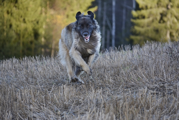 leonberger