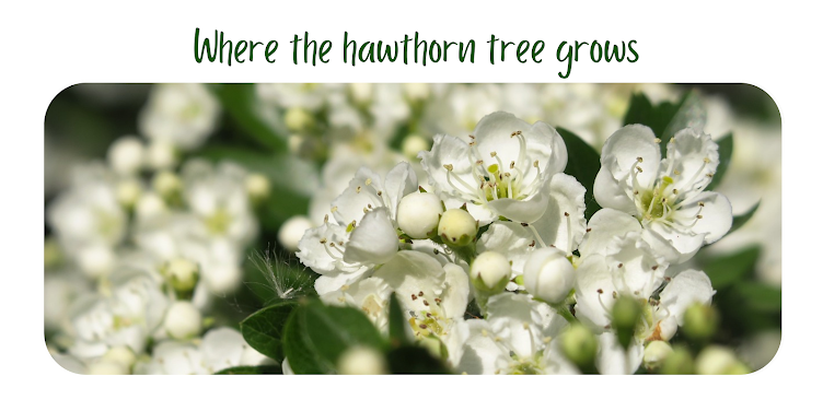 Where the hawthorn tree grows